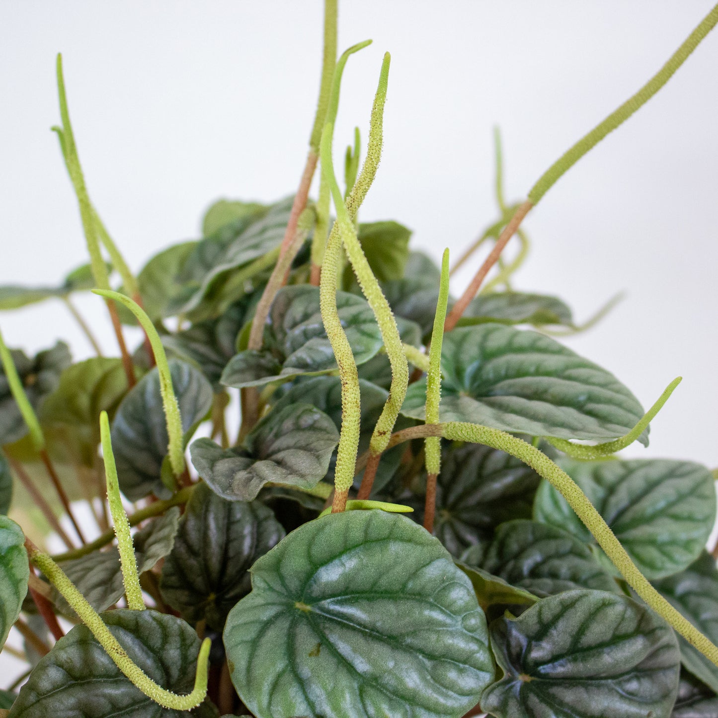 Peperomia Griseoargentea 9cm H20cm