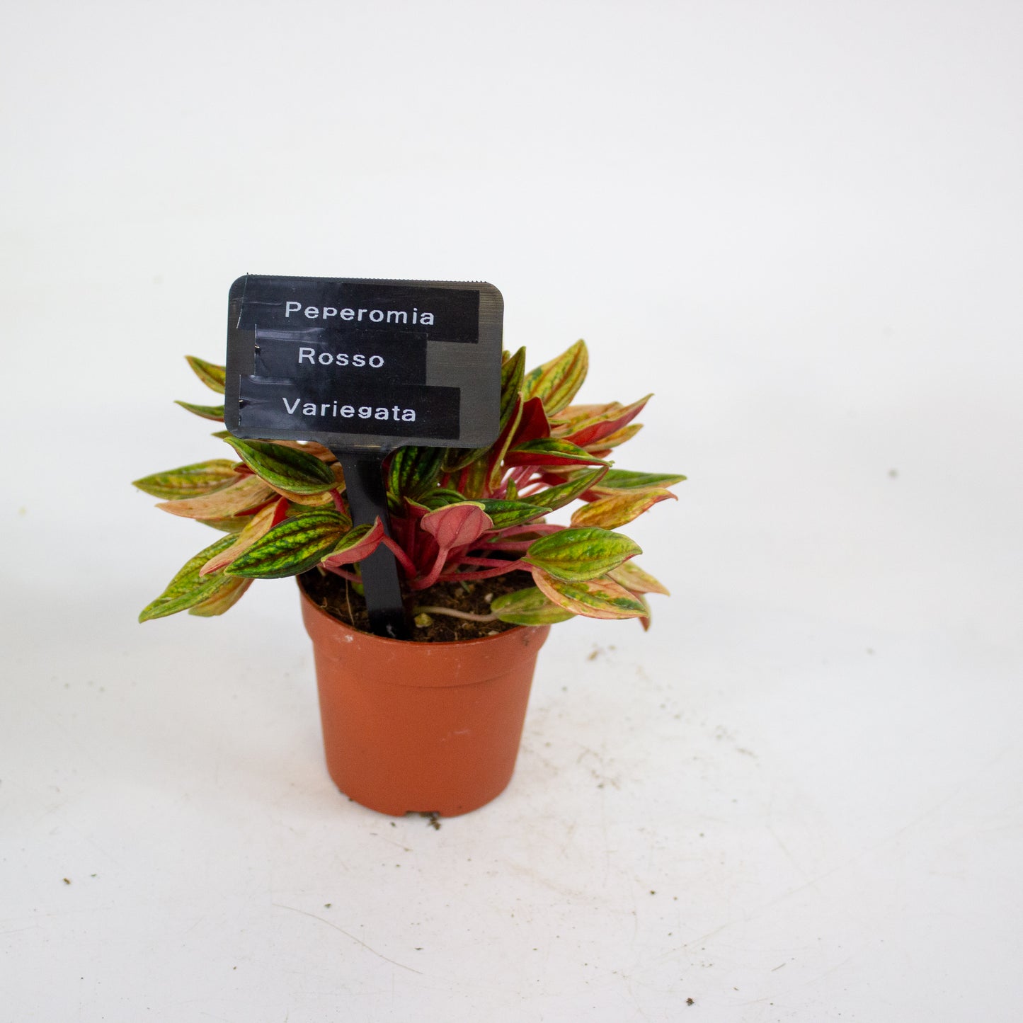 Peperomia Rosso Variegata 7cm H15cm
