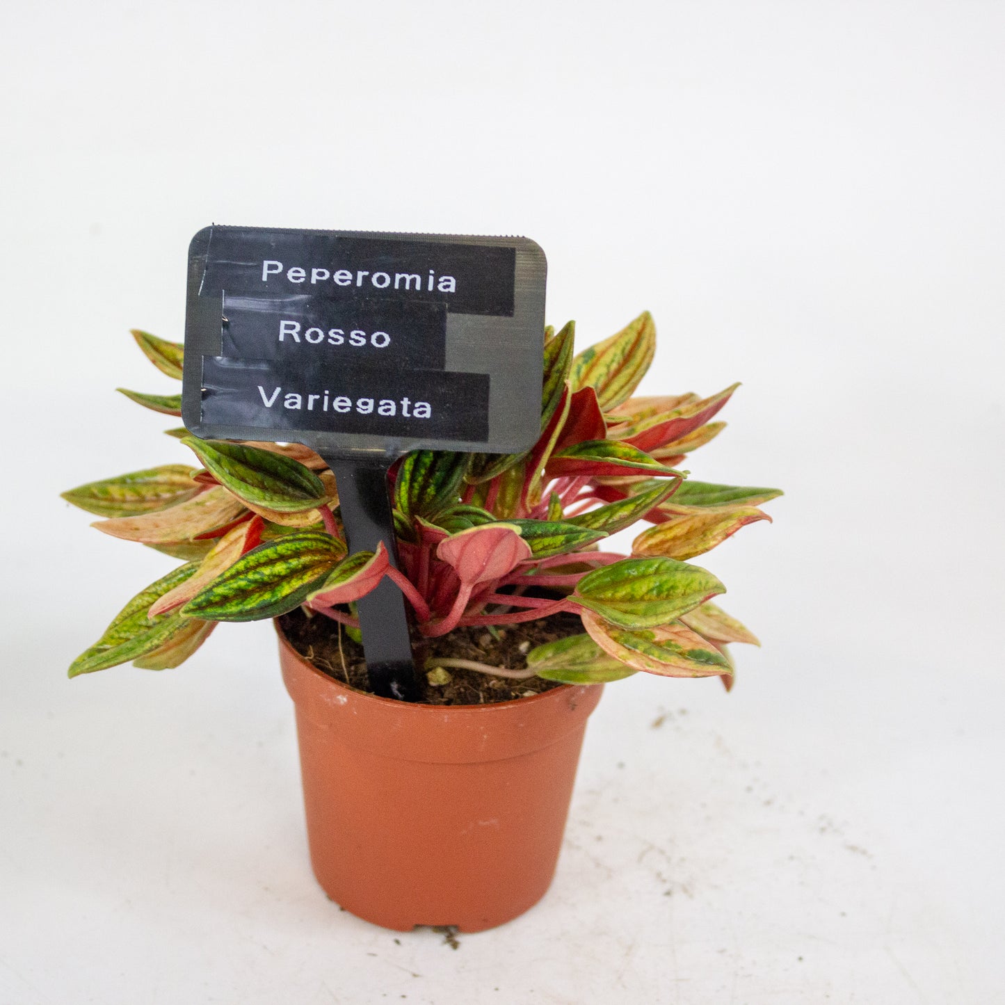 Peperomia Rosso Variegata 7cm H15cm