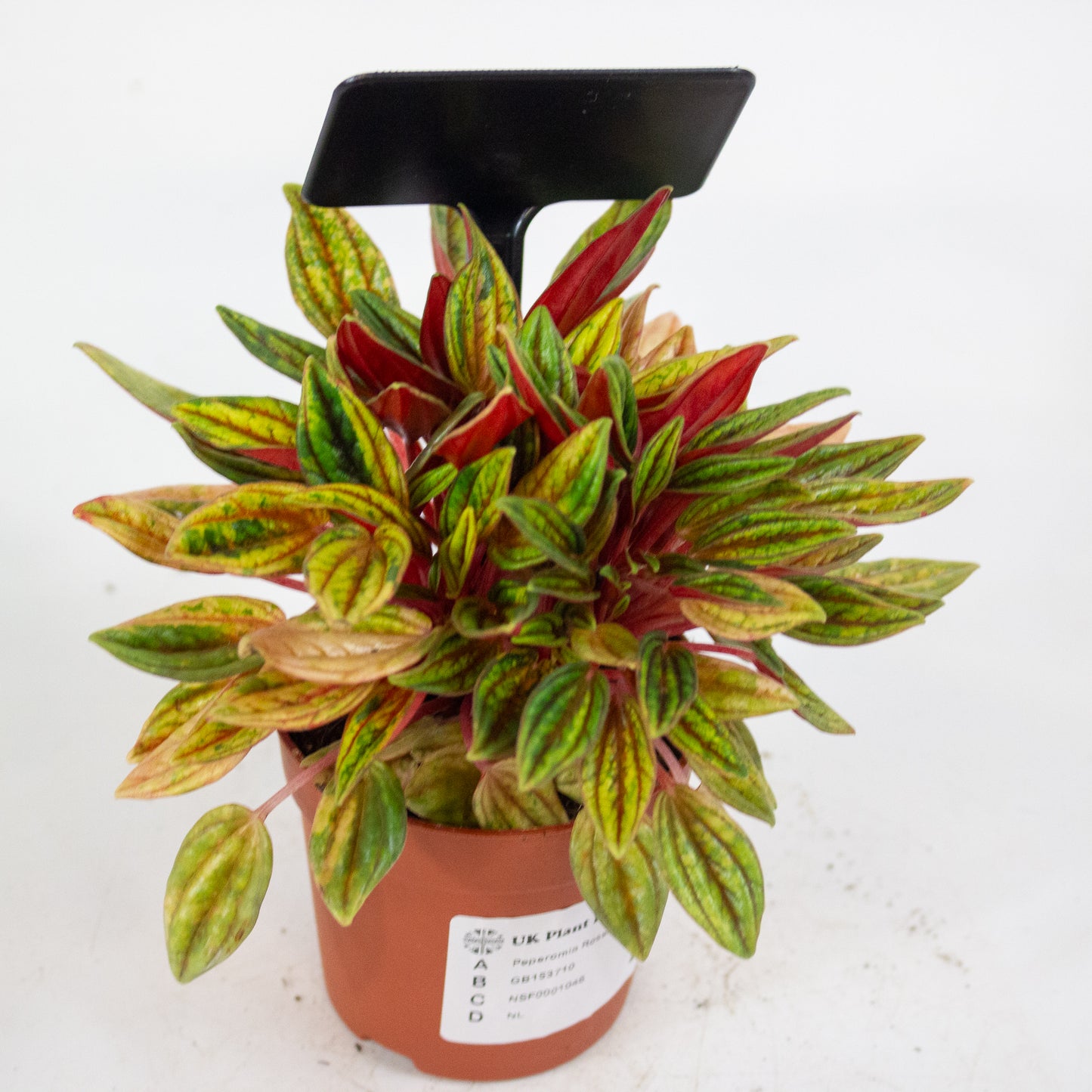 Peperomia Rosso Variegata 7cm H15cm