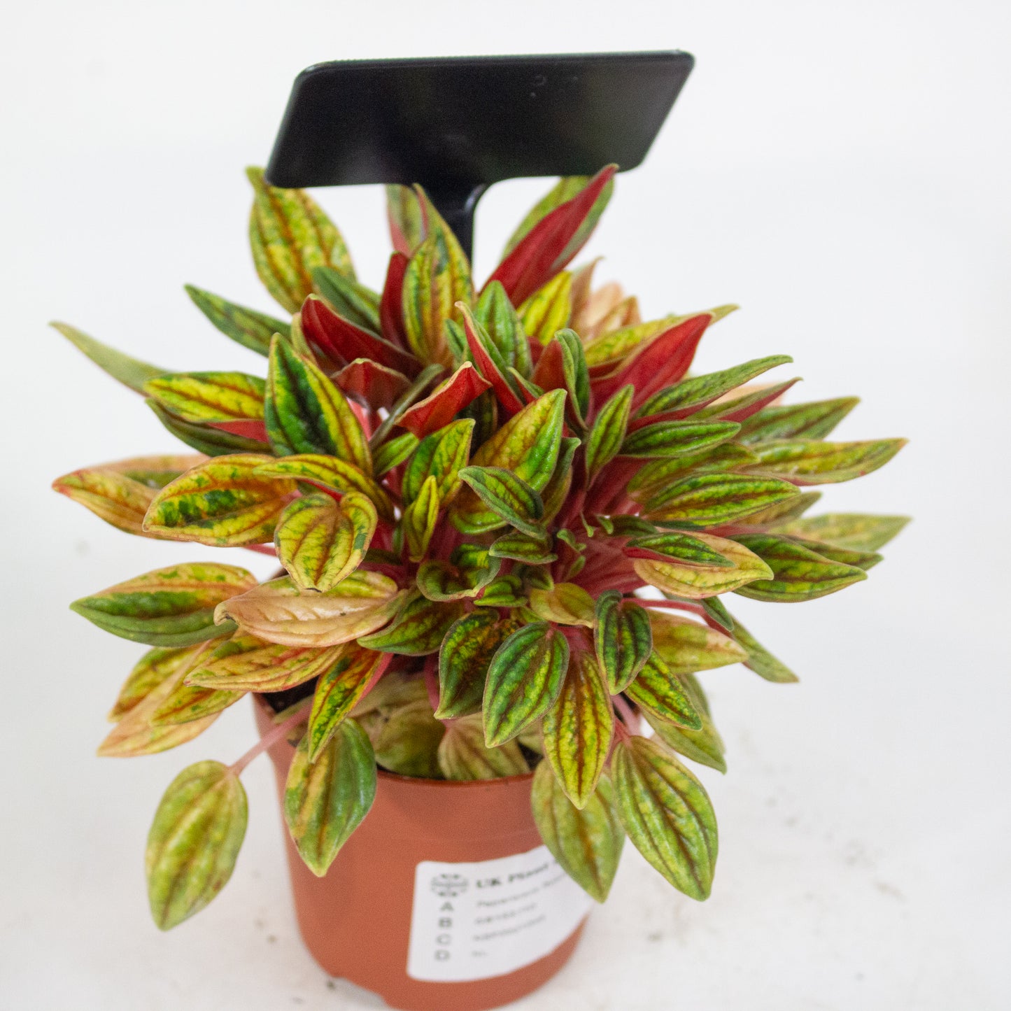 Peperomia Rosso Variegata 7cm H15cm