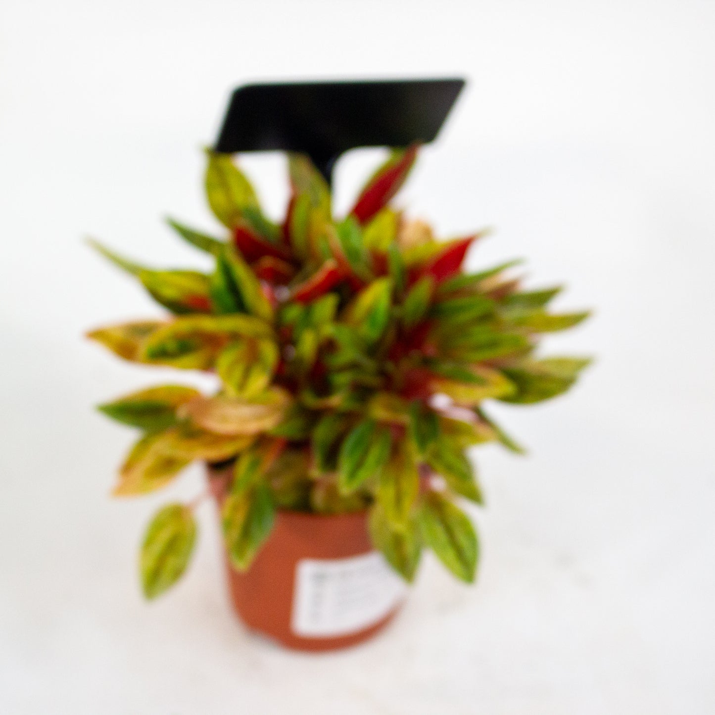 Peperomia Rosso Variegata 7cm H15cm
