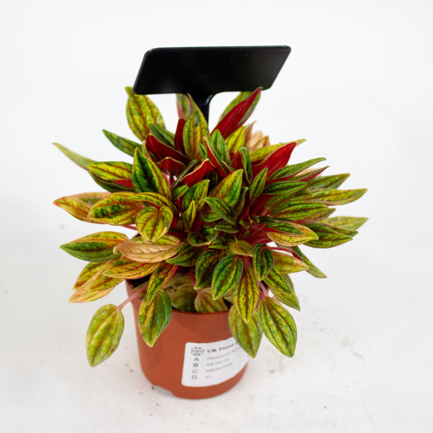 Peperomia Rosso Variegata 7cm H15cm