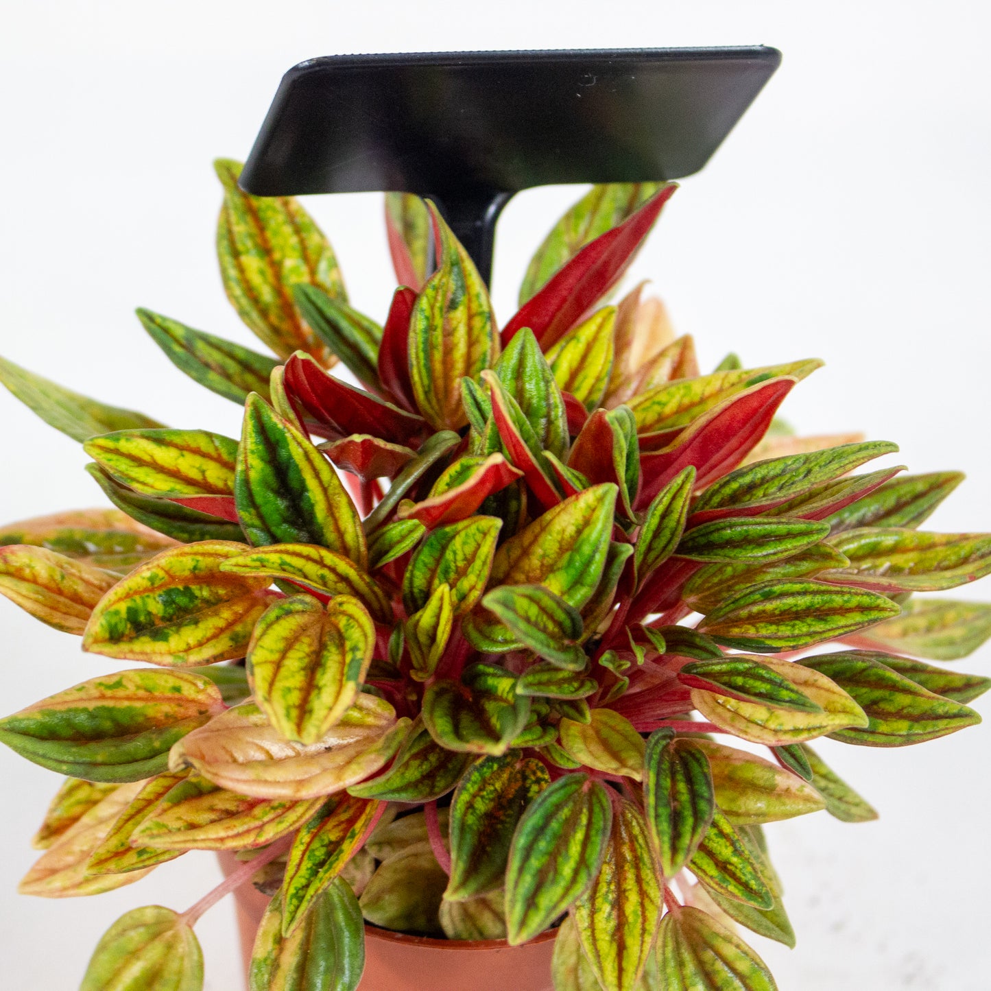 Peperomia Rosso Variegata 7cm H15cm