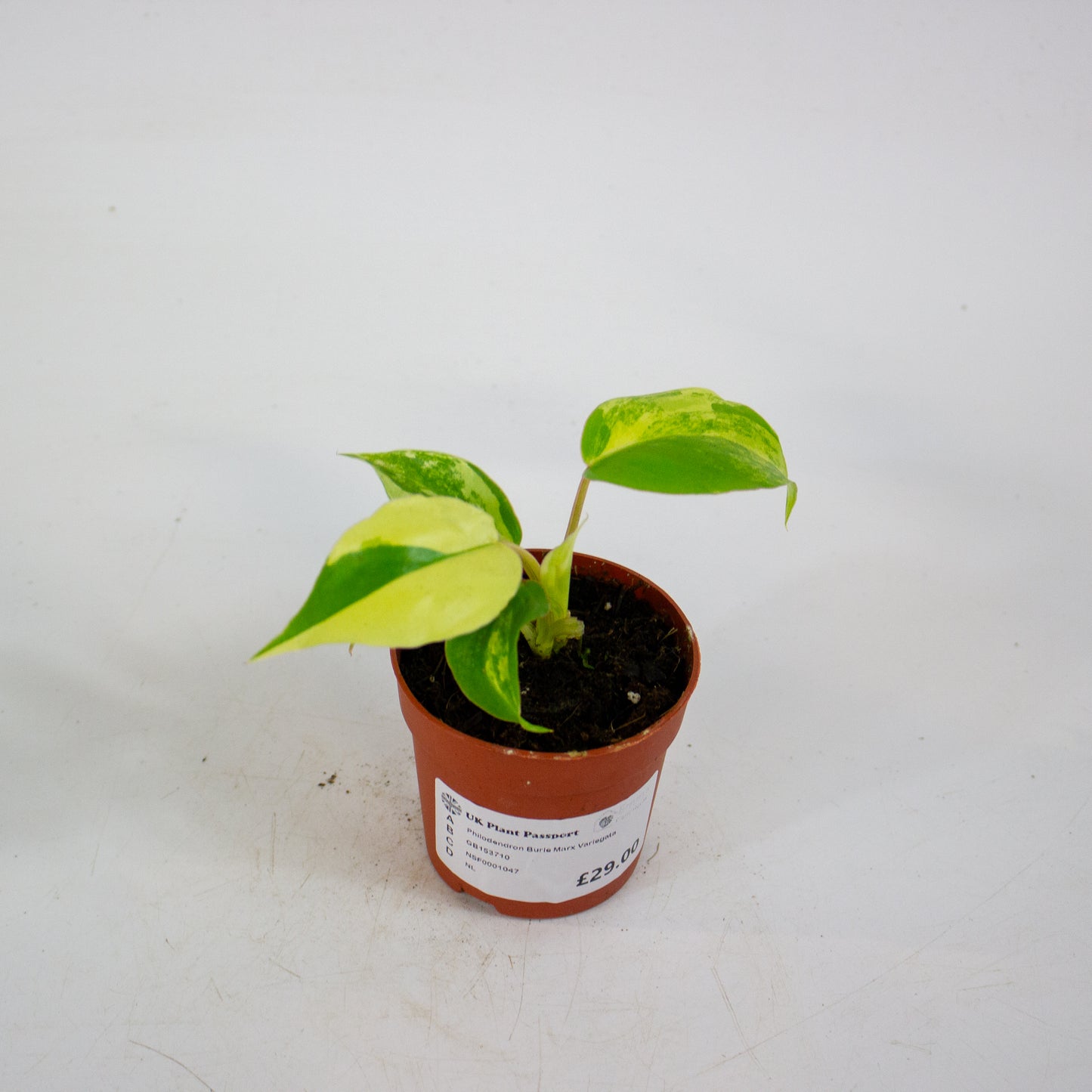 Philodendron Burle Marx Variegata 7cm H15cm