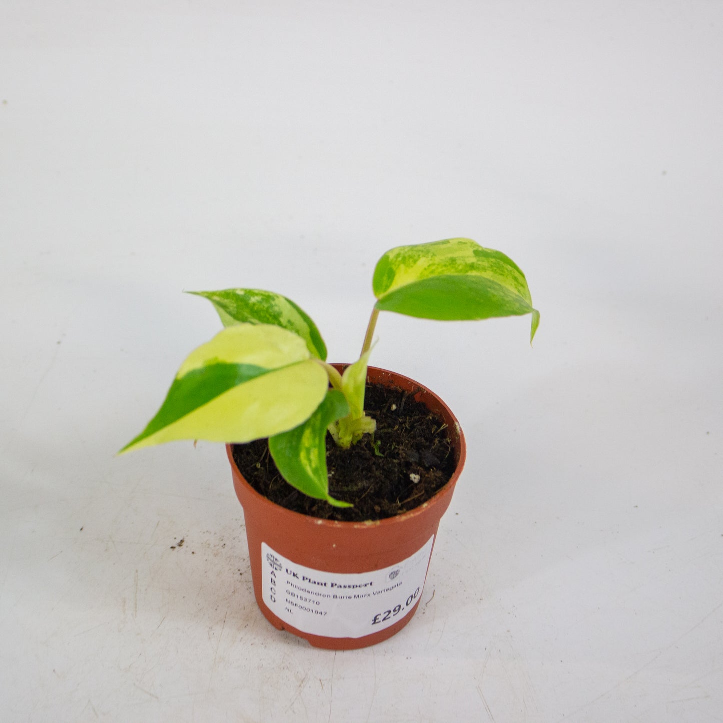 Philodendron Burle Marx Variegata 7cm H15cm