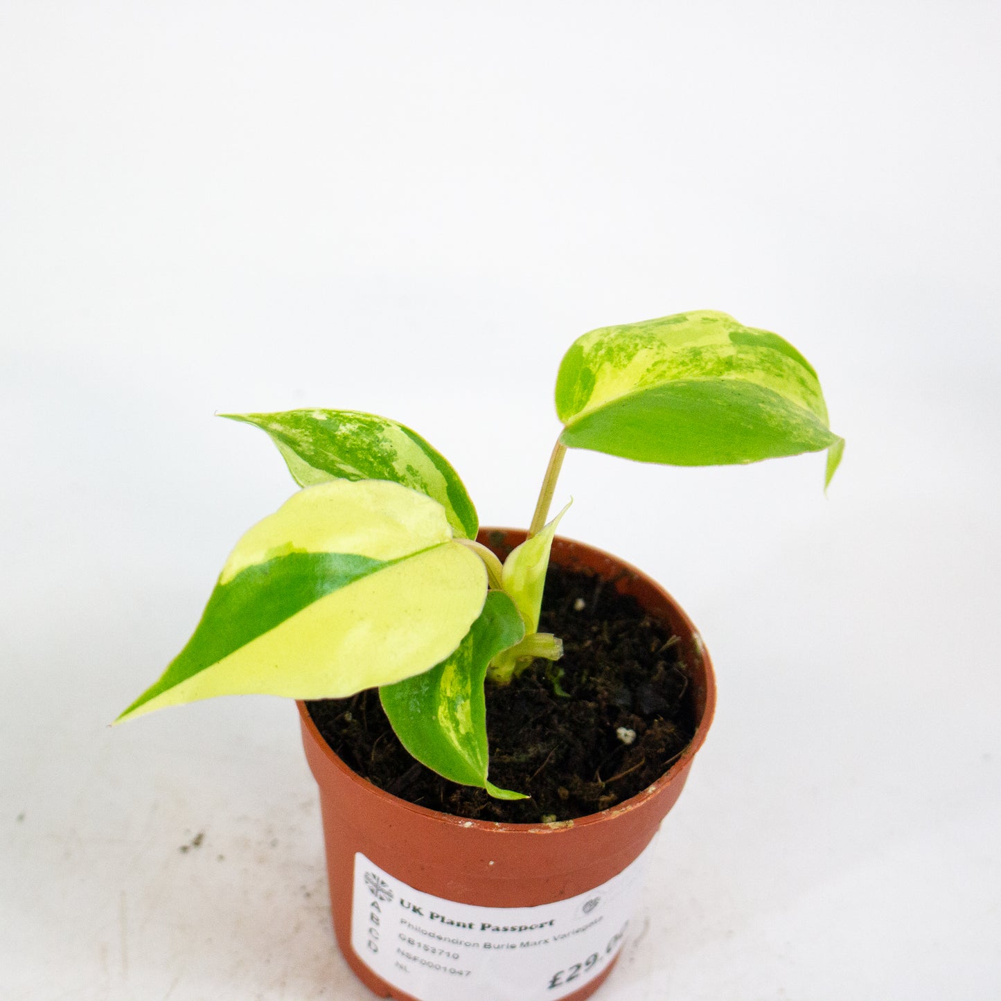 Philodendron Burle Marx Variegata 7cm H15cm