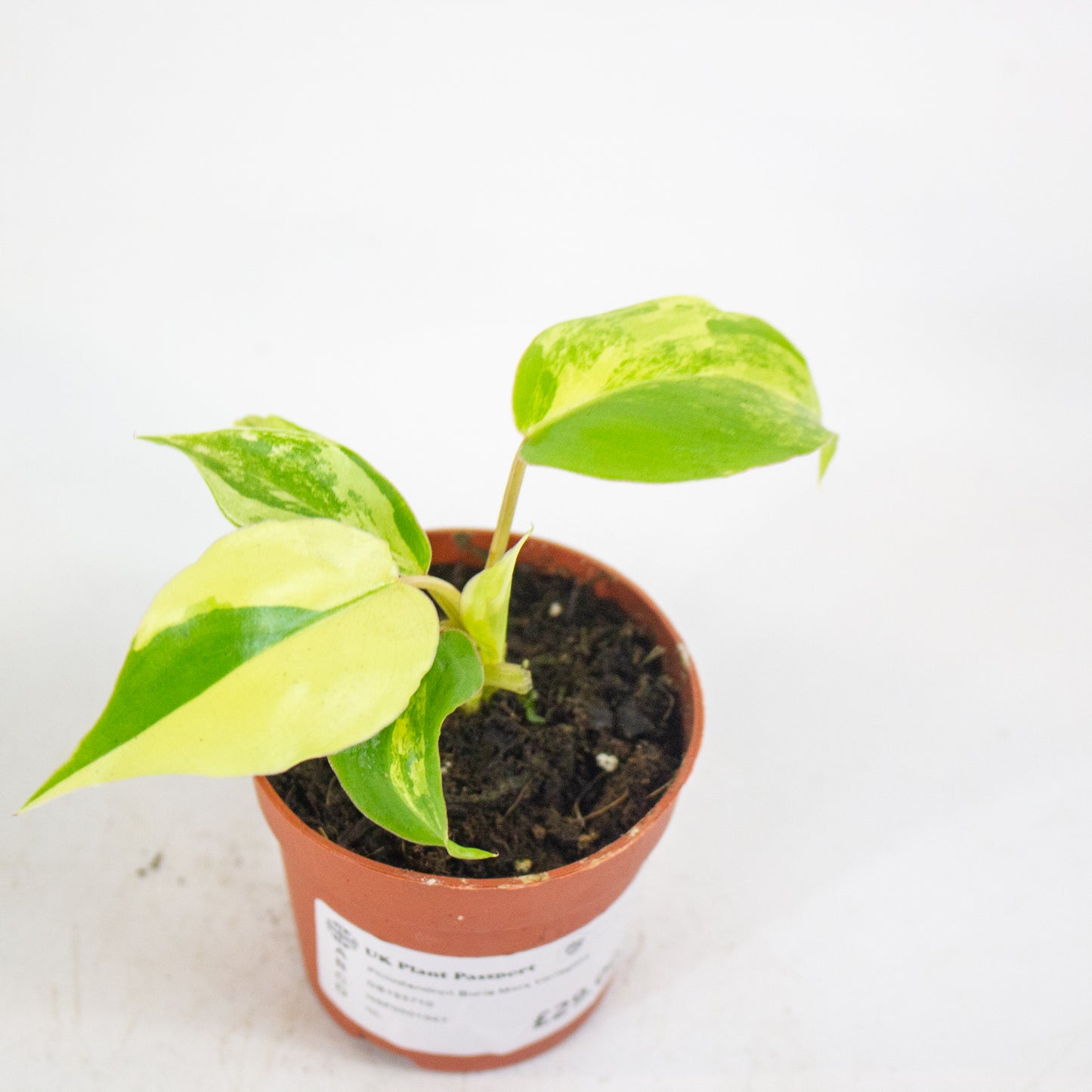 Philodendron Burle Marx Variegata 7cm H15cm