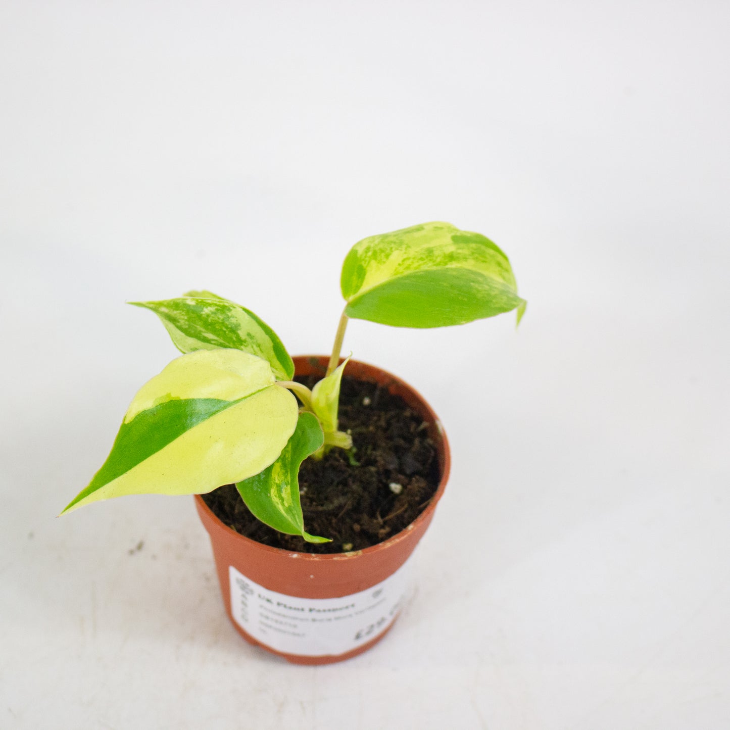 Philodendron Burle Marx Variegata 7cm H15cm