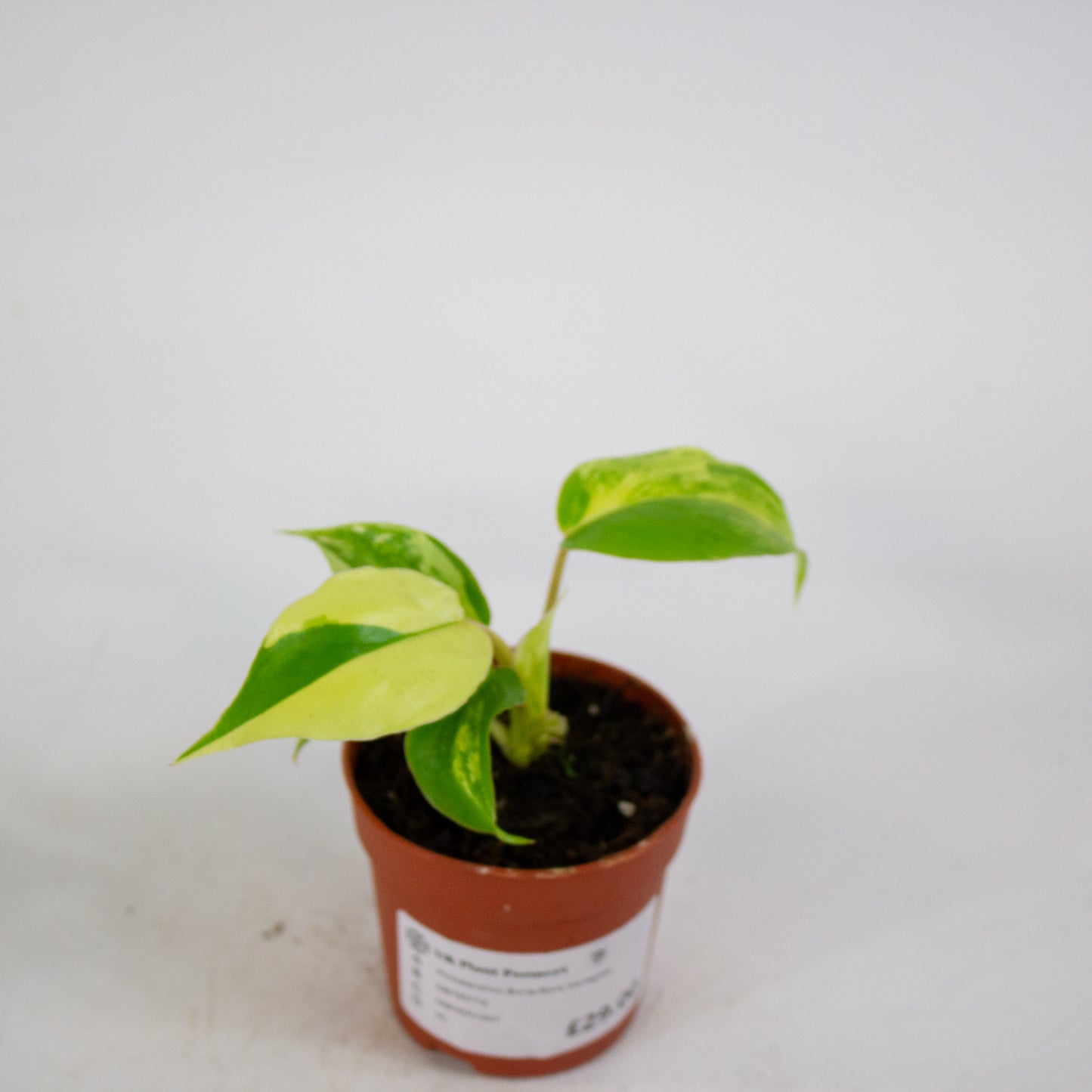 Philodendron Burle Marx Variegata 7cm H15cm