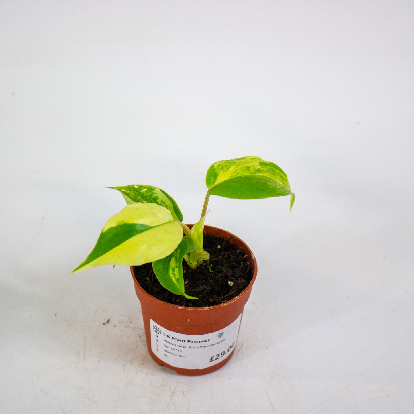 Philodendron Burle Marx Variegata 7cm H15cm