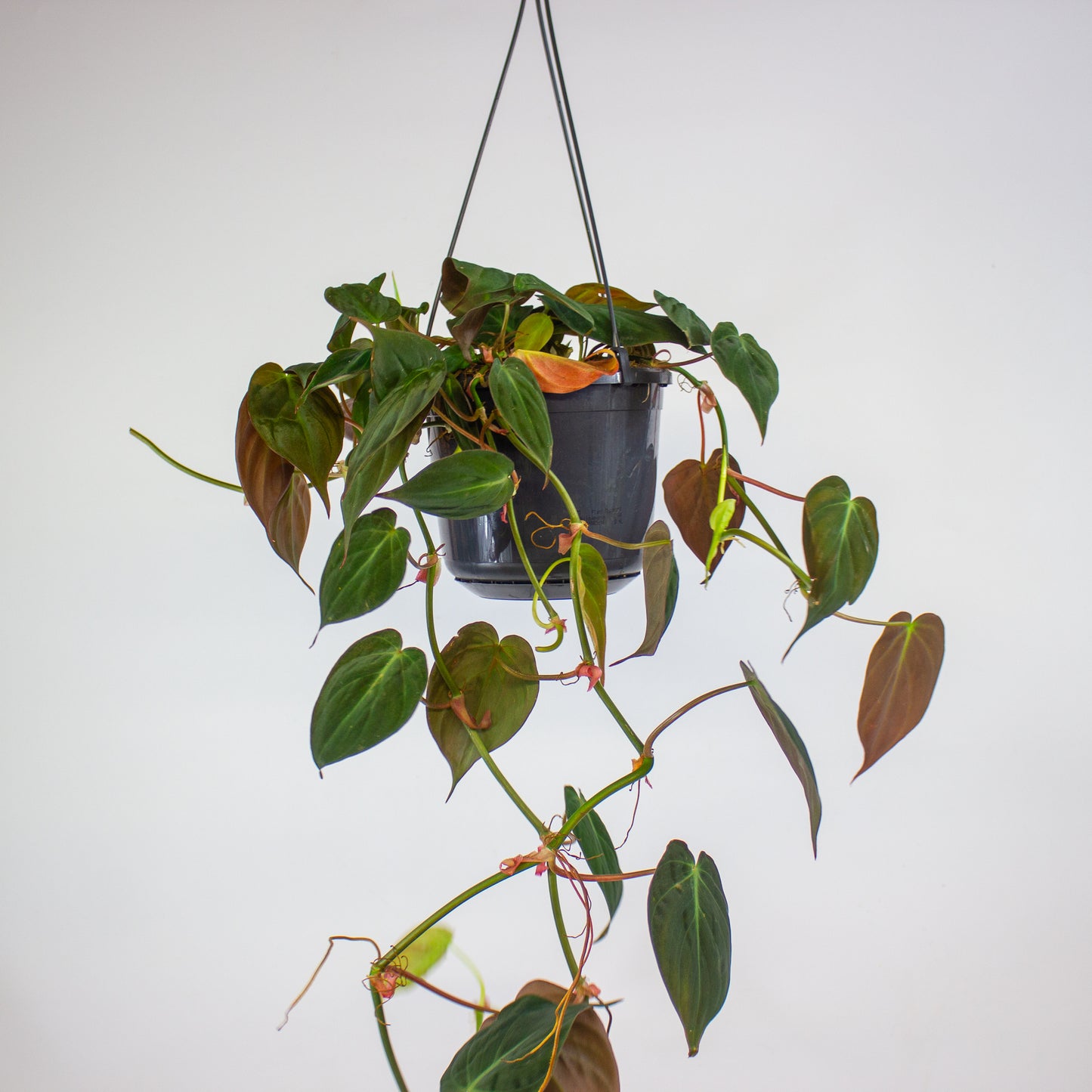 Philodendron Micans 15cm H40cm