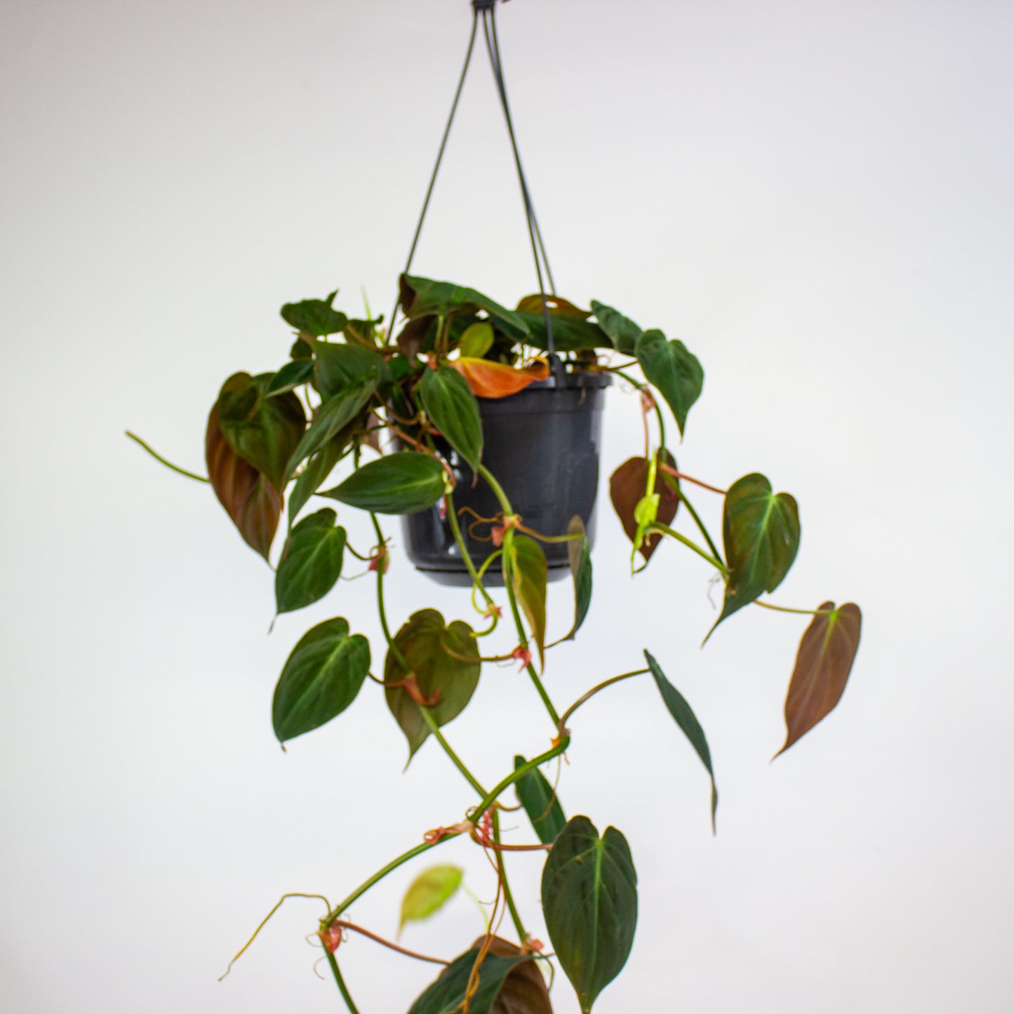 Philodendron Micans 15cm H40cm