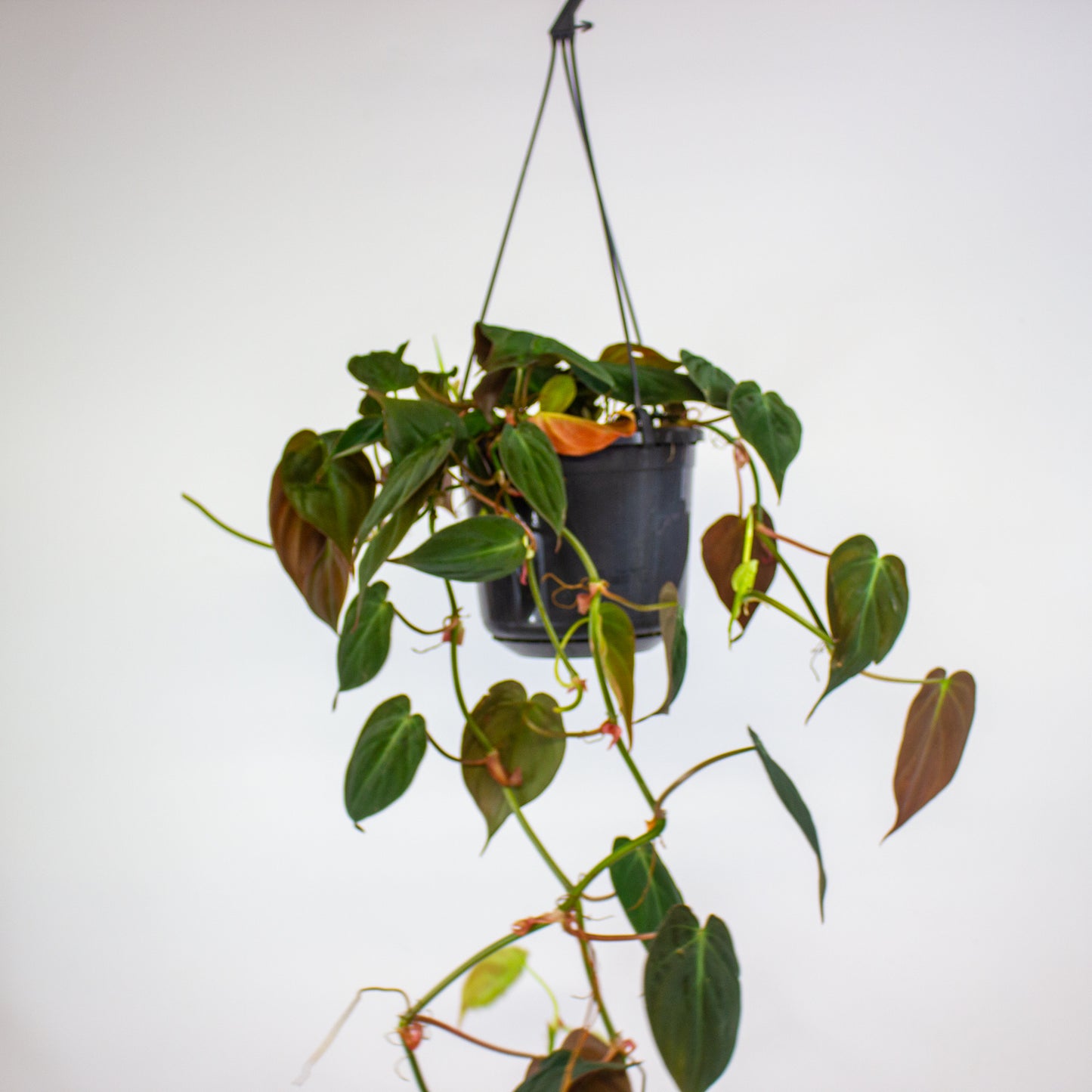 Philodendron Micans 15cm H40cm