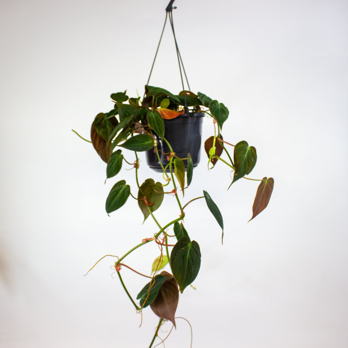 Philodendron Micans 15cm H40cm