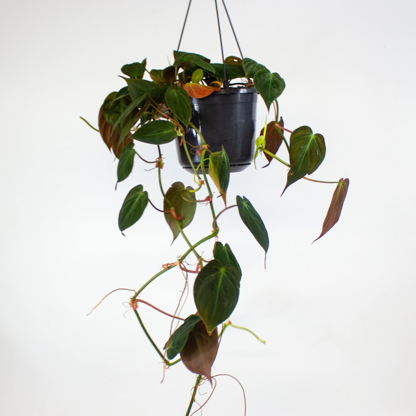 Philodendron Micans 15cm H40cm