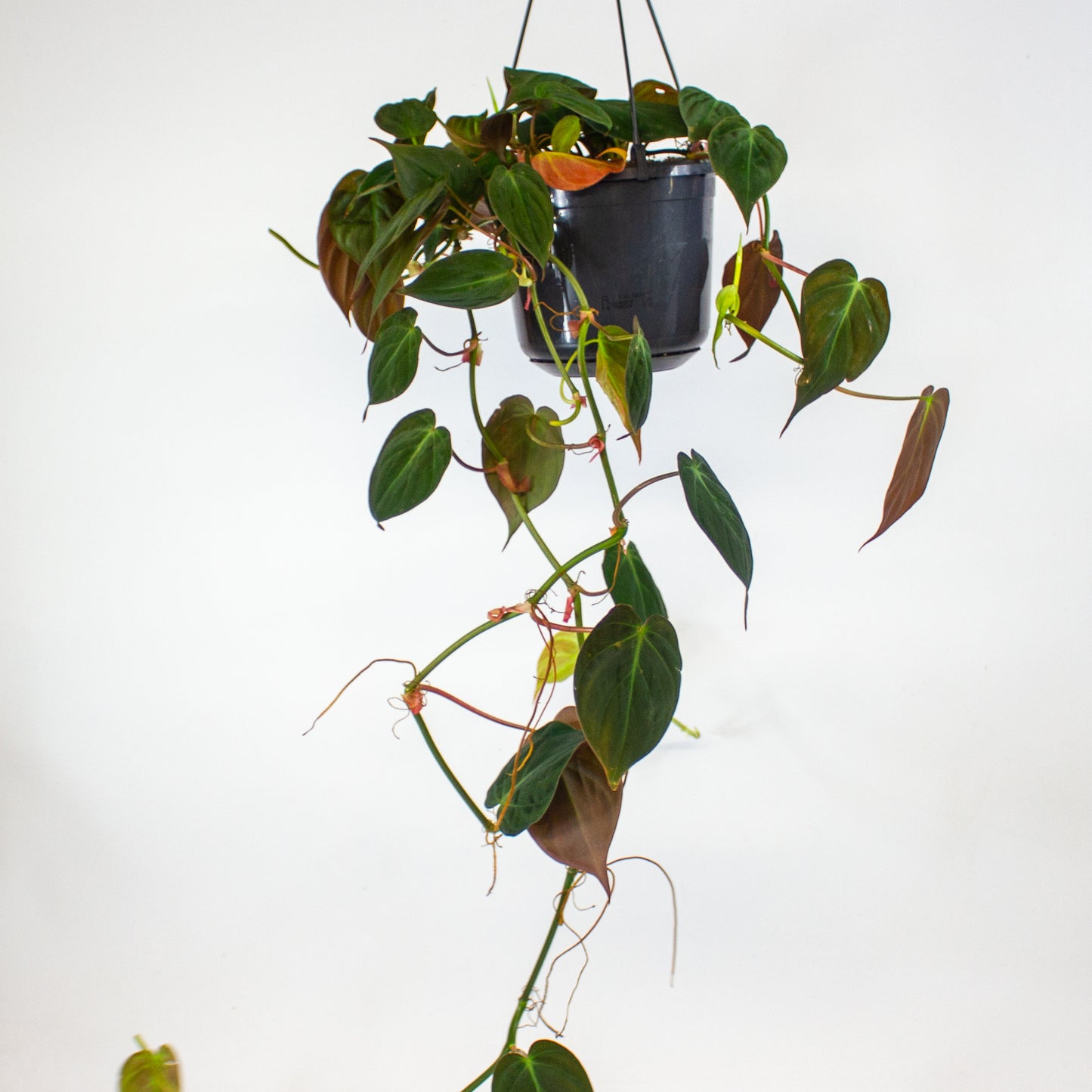 Philodendron Micans 15cm H40cm