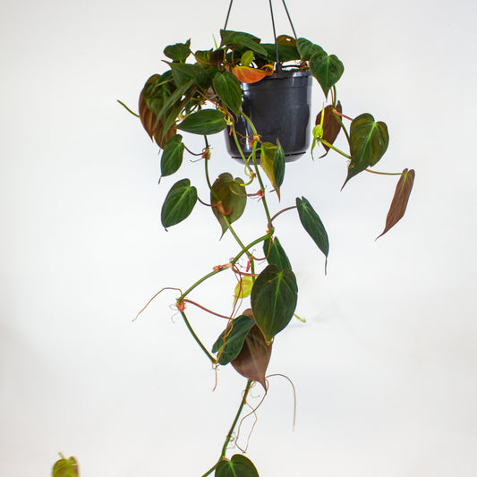 Philodendron Micans 15cm H40cm