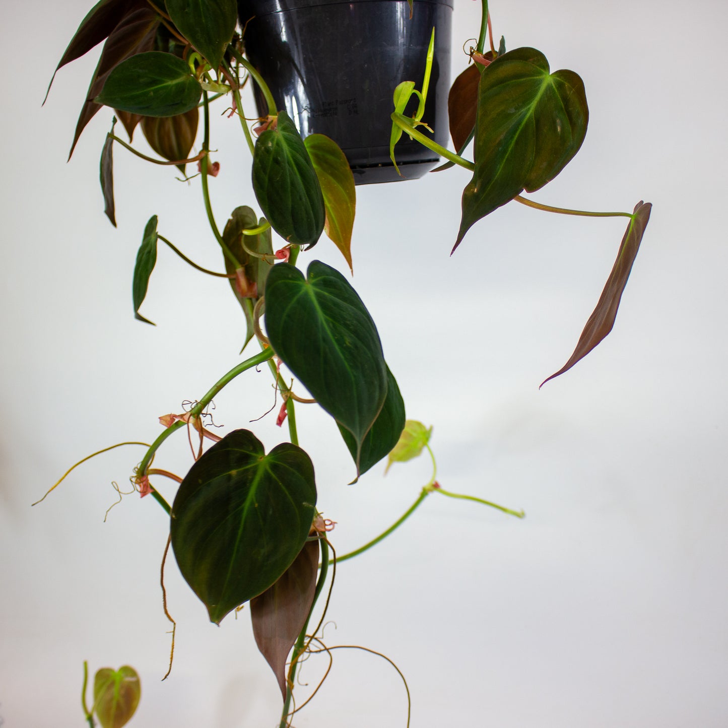 Philodendron Micans 15cm H40cm