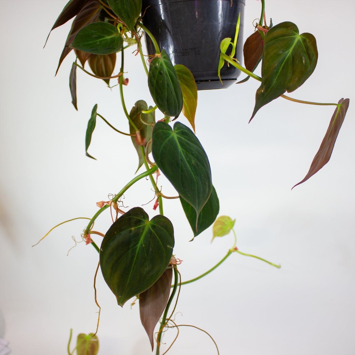 Philodendron Micans 15cm H40cm