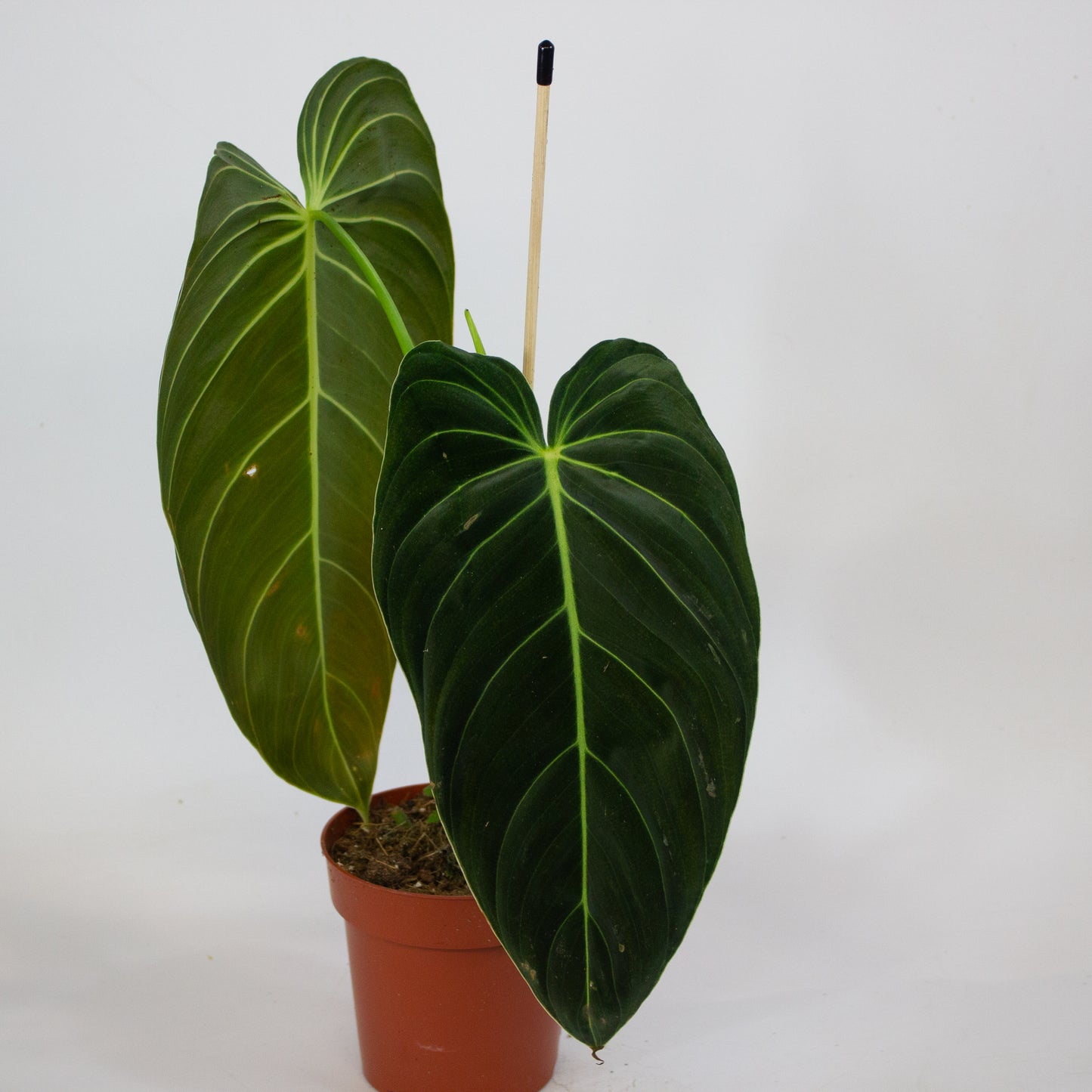 Philodendron Melanochrysum 12cm H45cm