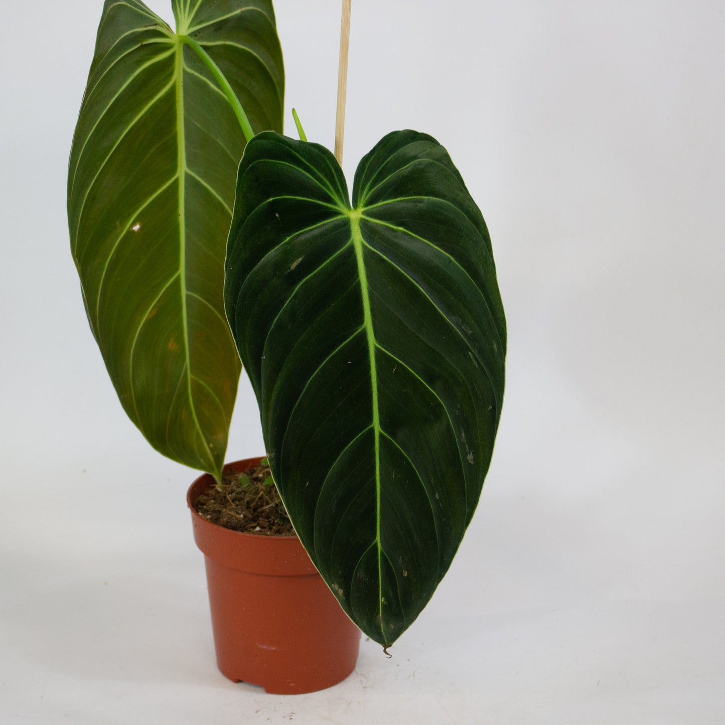 Philodendron Melanochrysum 12cm H45cm