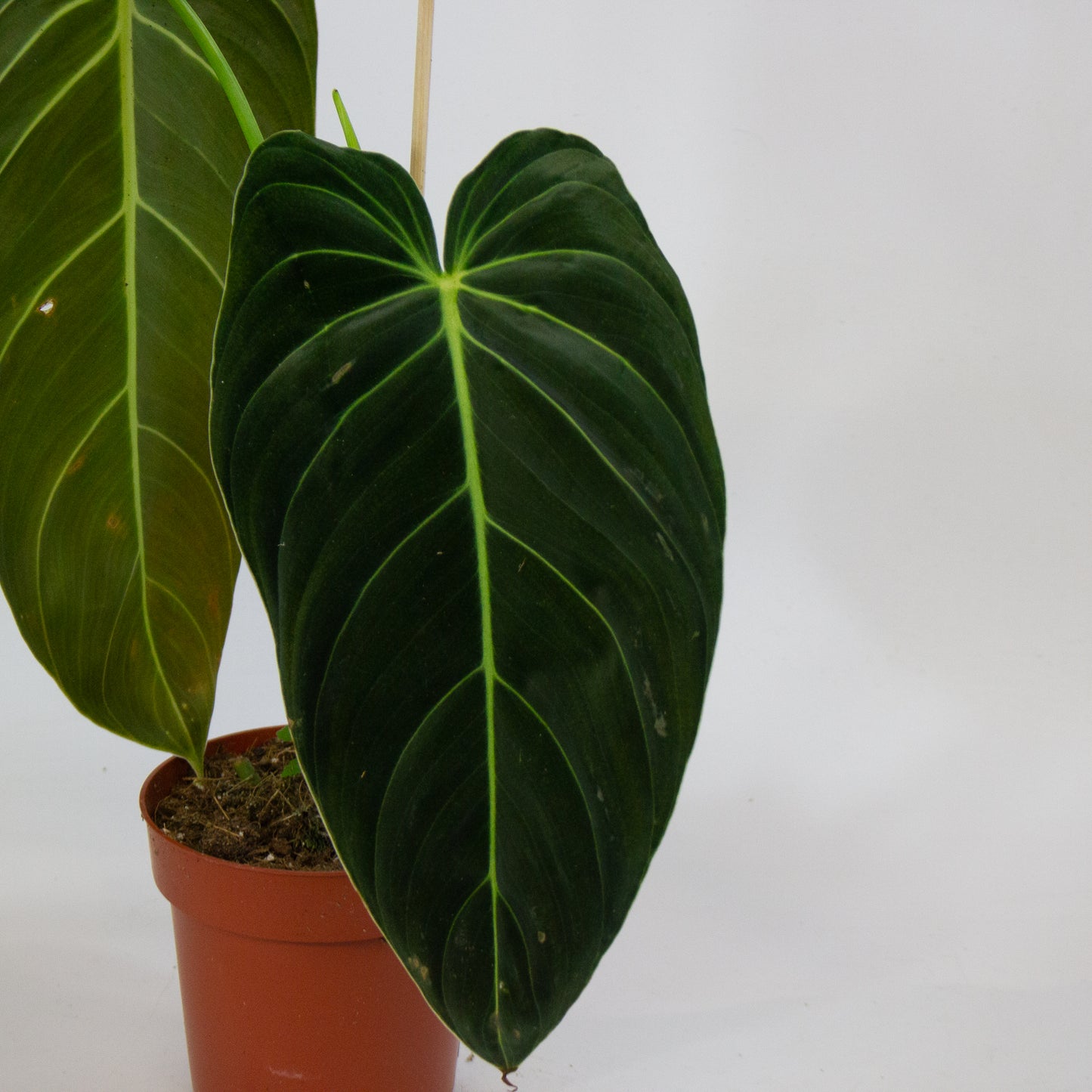Philodendron Melanochrysum 12cm H45cm