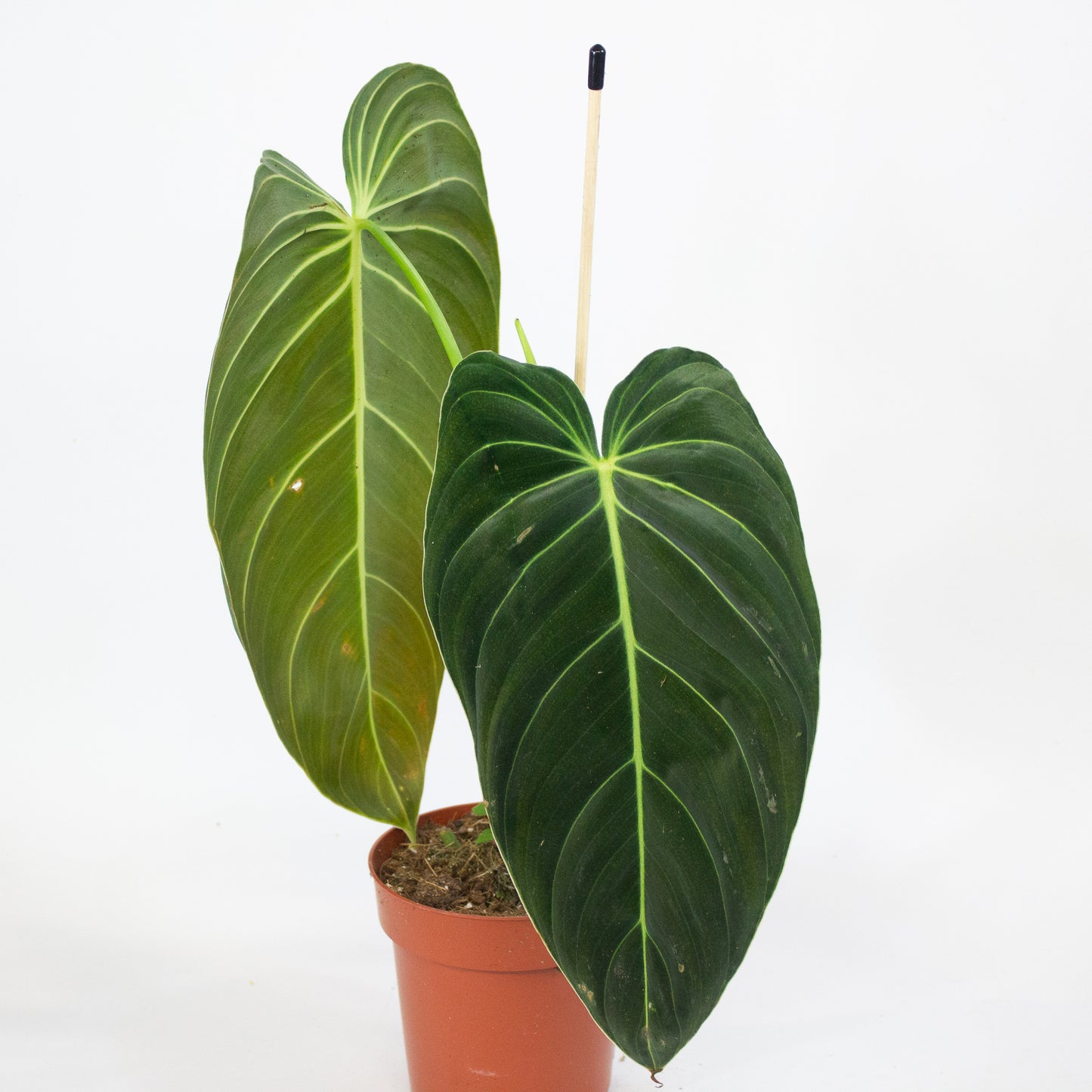 Philodendron Melanochrysum 12cm H45cm