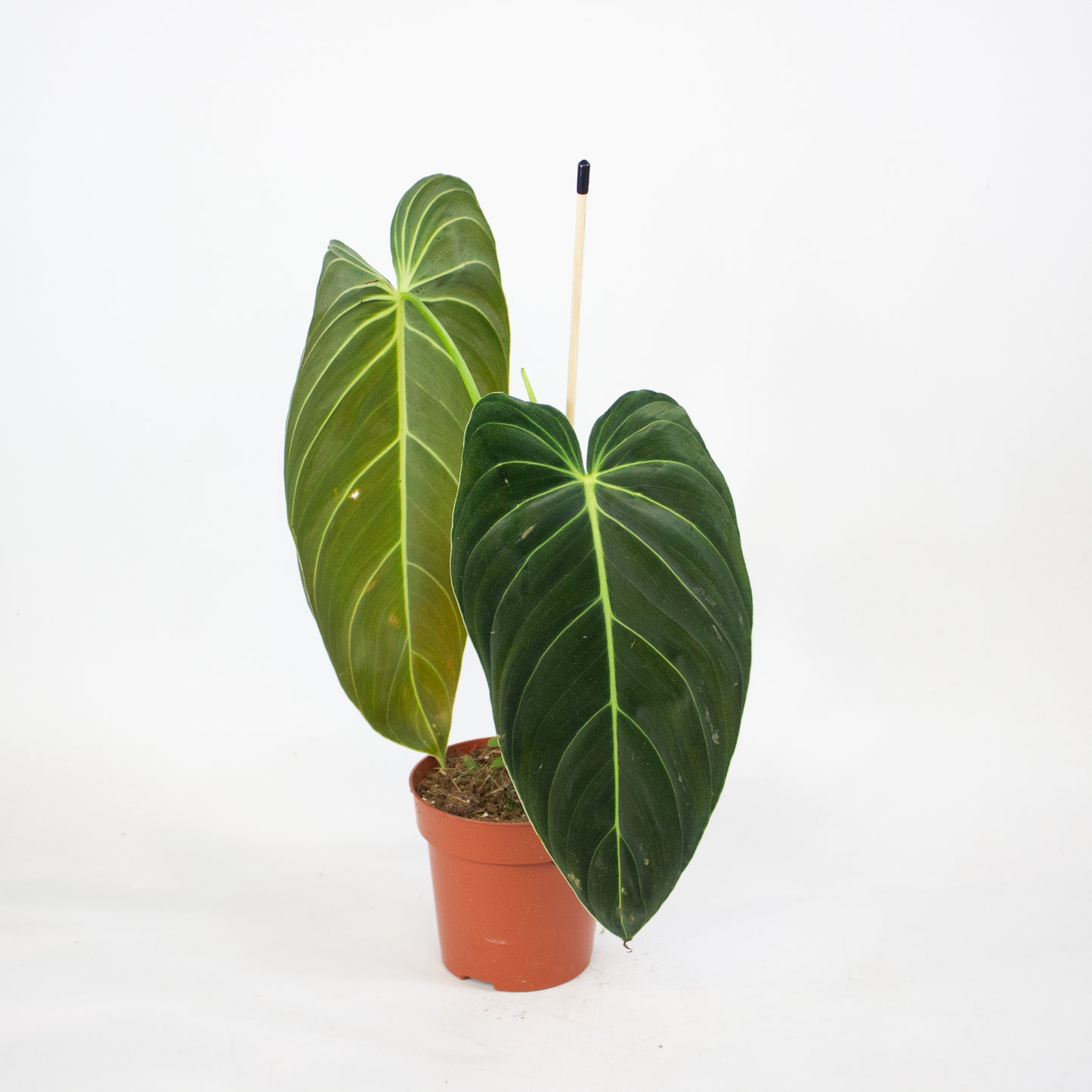 Philodendron Melanochrysum 12cm H45cm