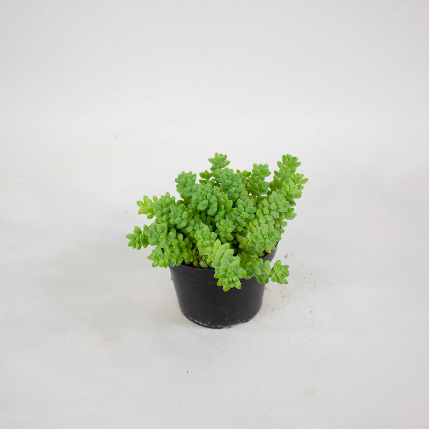 Sedum burrito 11cm H12cm