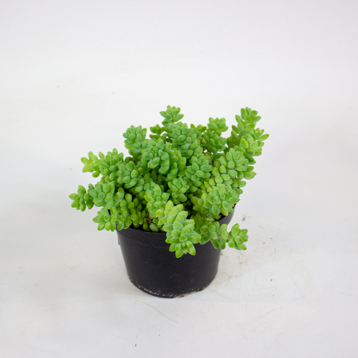 Sedum burrito 11cm H12cm