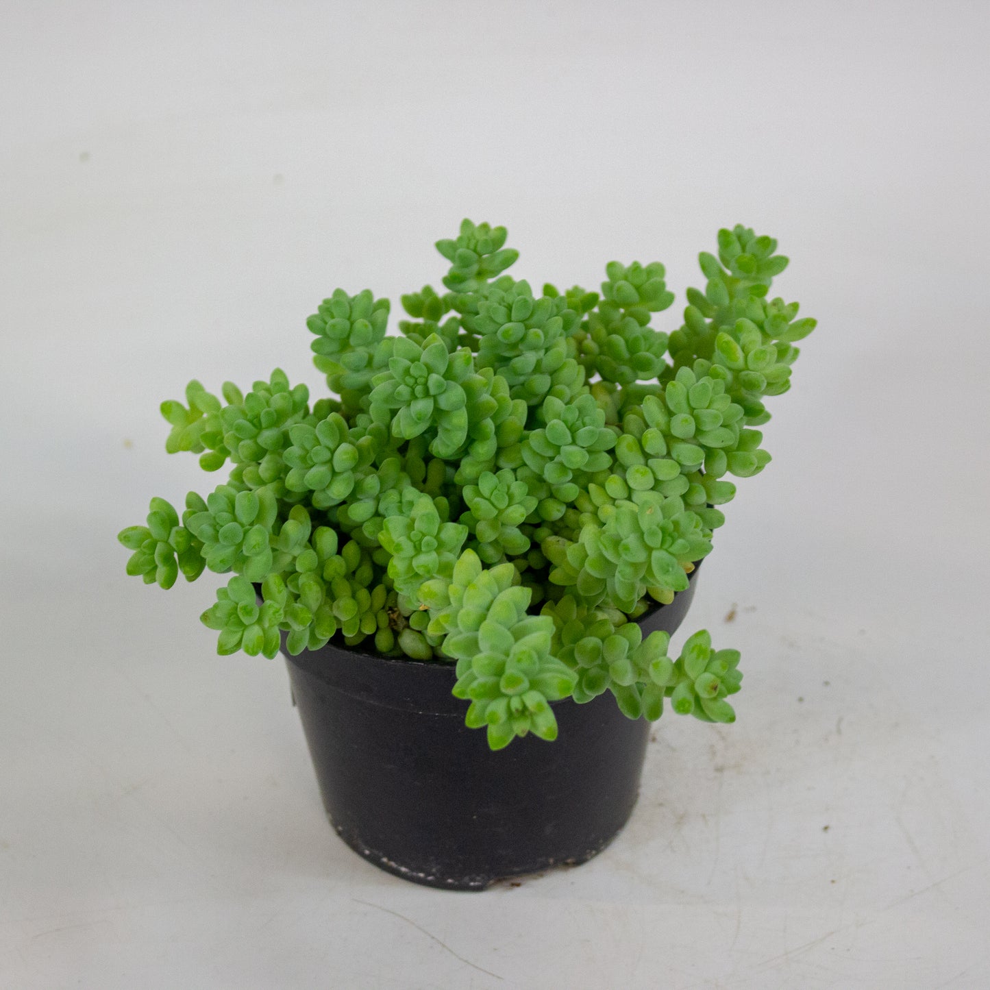 Sedum burrito 11cm H12cm