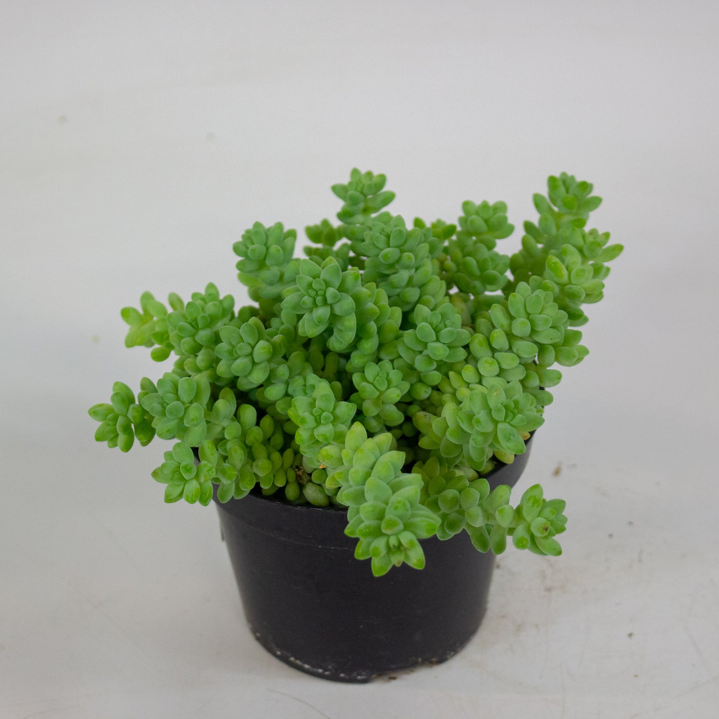 Sedum burrito 11cm H12cm