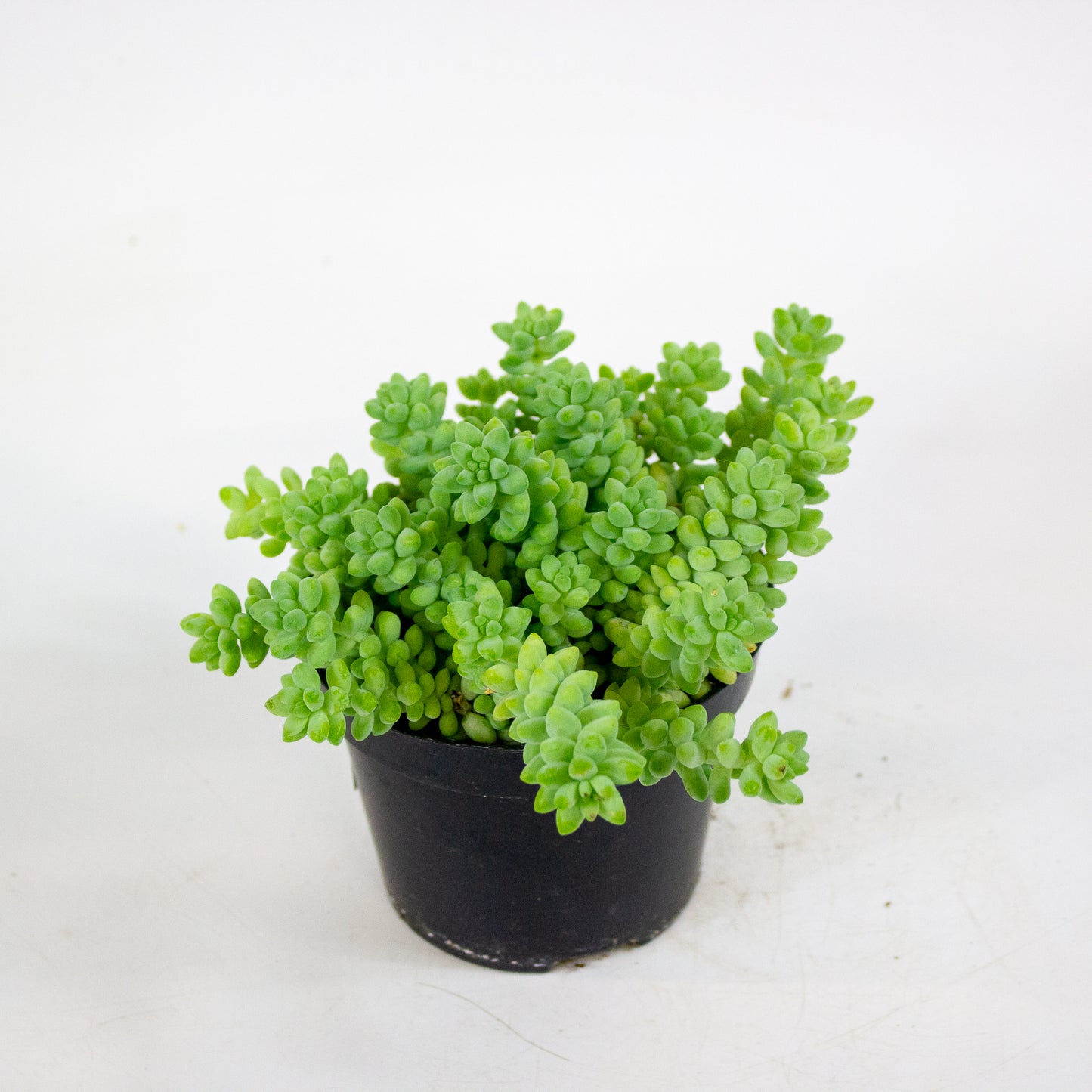 Sedum burrito 11cm H12cm