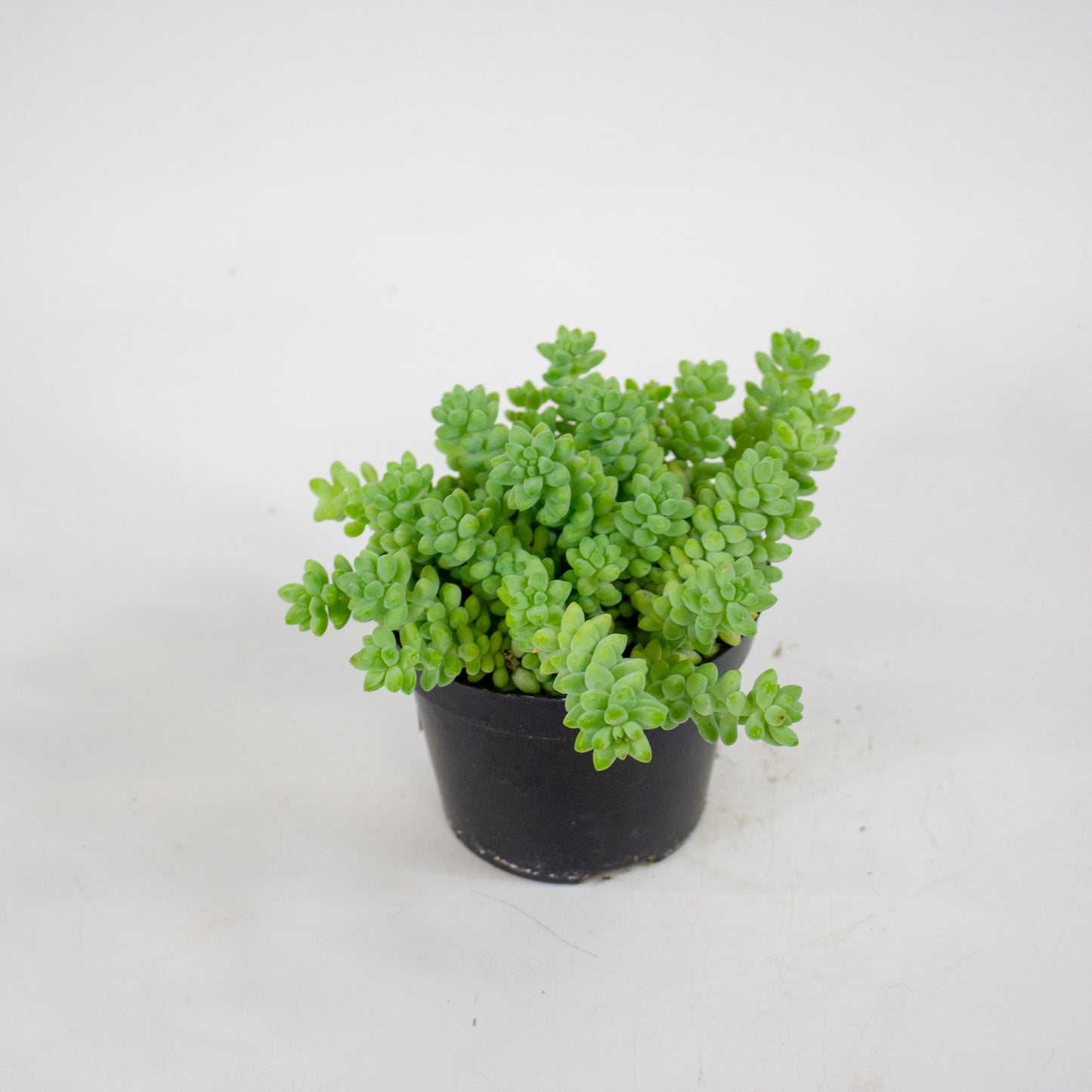 Sedum burrito 11cm H12cm