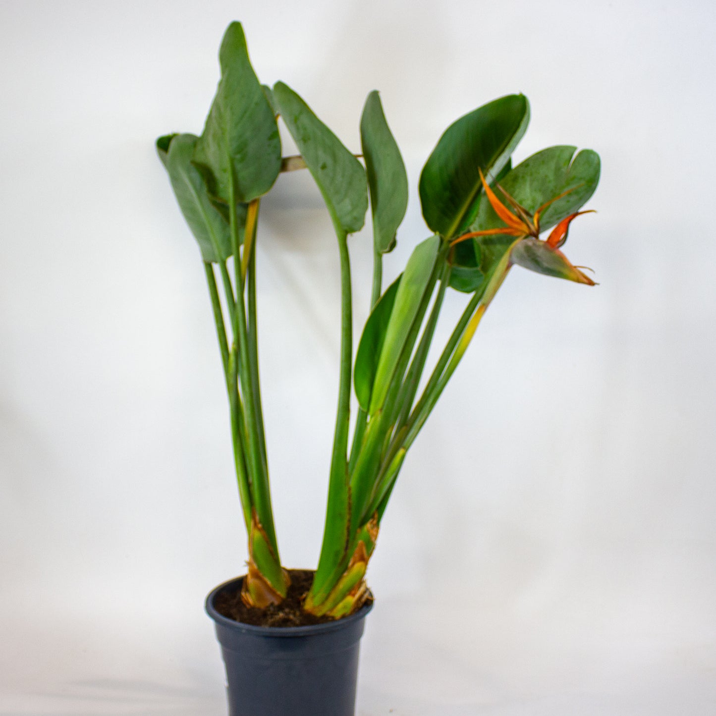 Strelitzia reginae with flower 19cm H80cm