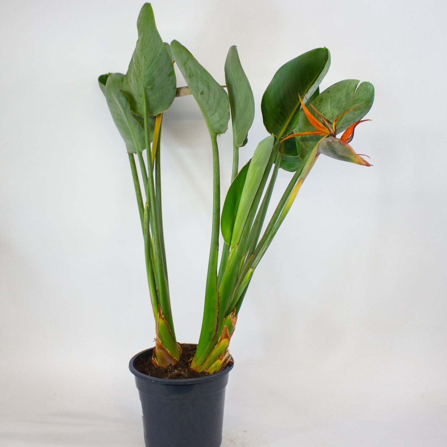 Strelitzia reginae with flower 19cm H80cm