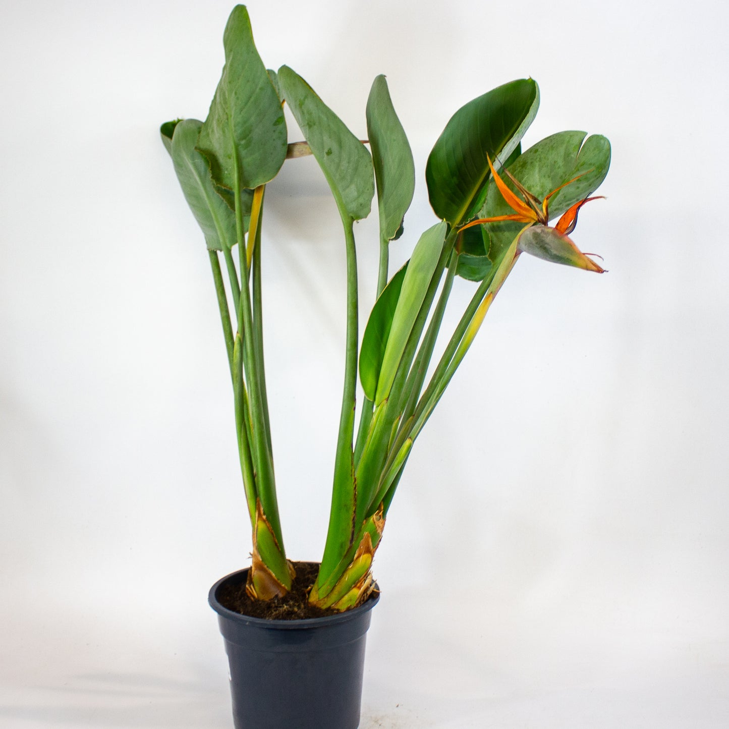 Strelitzia reginae with flower 19cm H80cm