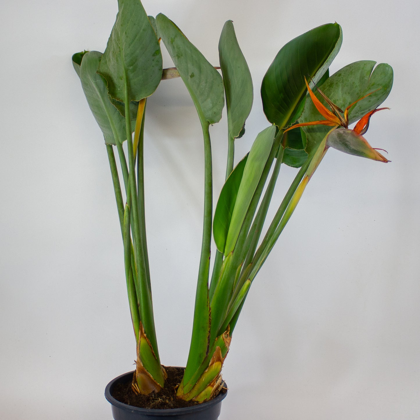 Strelitzia reginae with flower 19cm H80cm