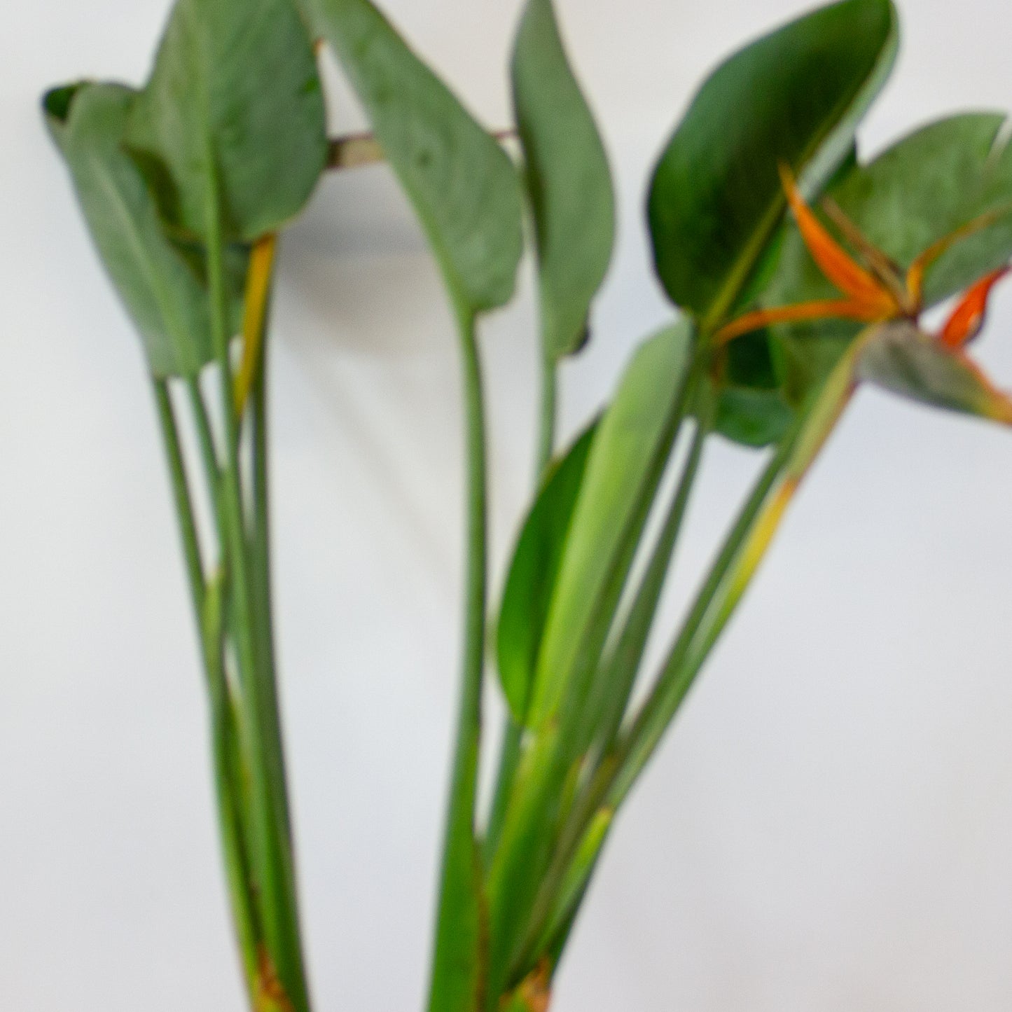 Strelitzia reginae with flower 19cm H80cm