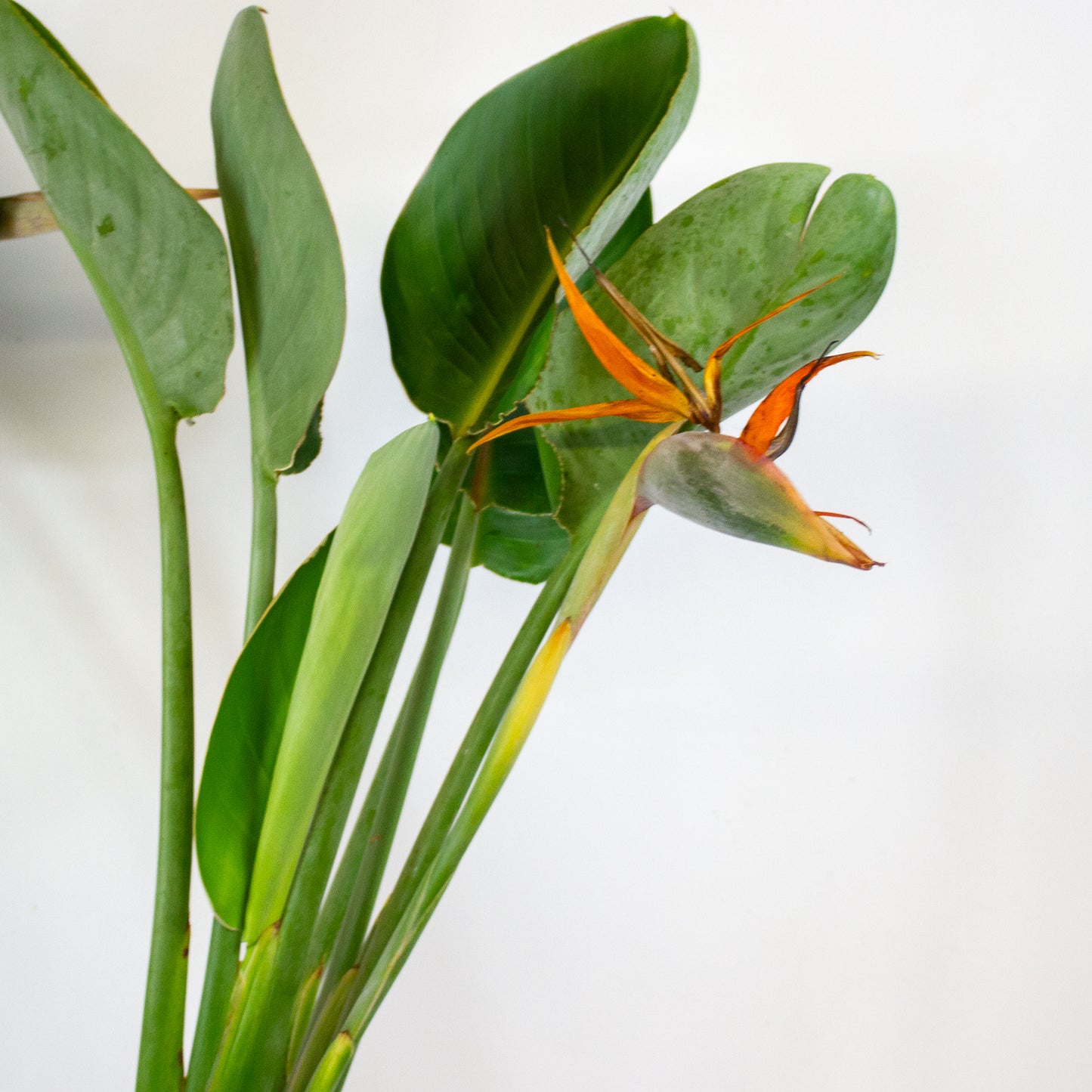 Strelitzia reginae with flower 19cm H80cm