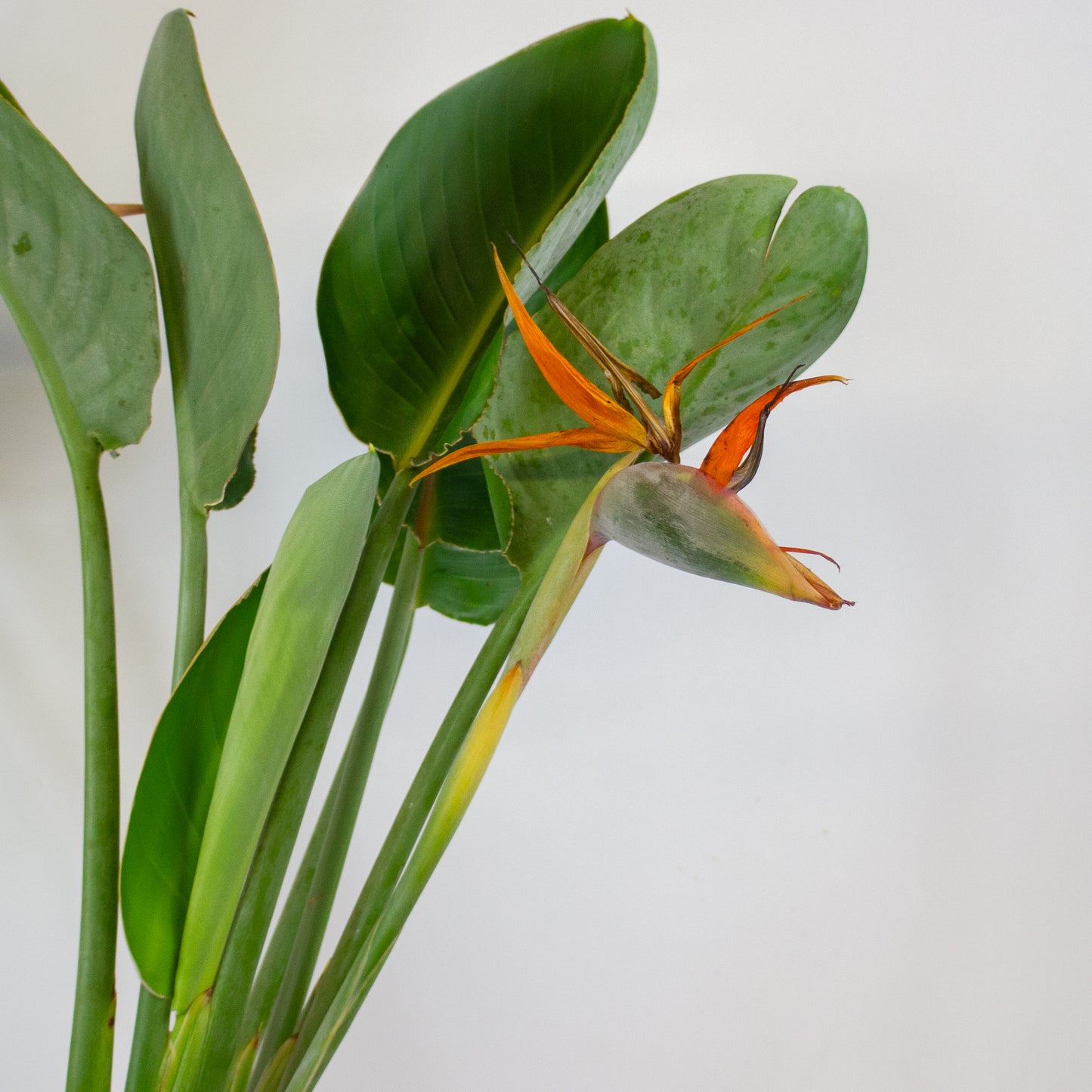Strelitzia reginae with flower 19cm H80cm