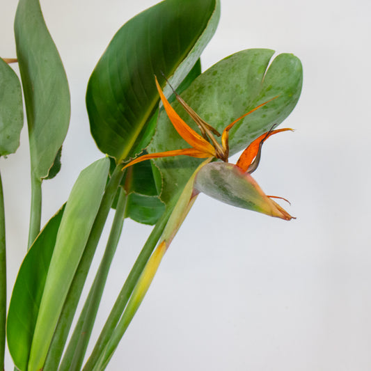 Strelitzia reginae without flower 19cm H80cm
