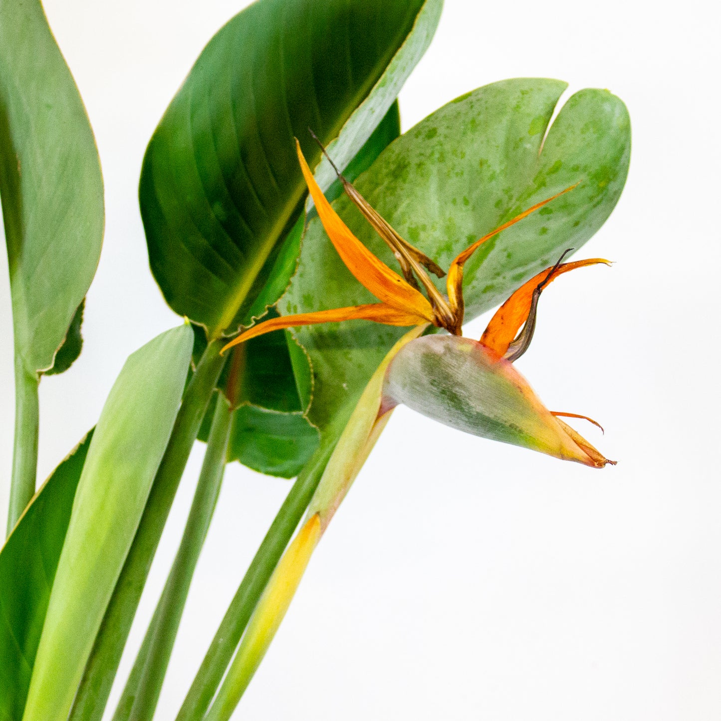 Strelitzia reginae with flower 19cm H80cm