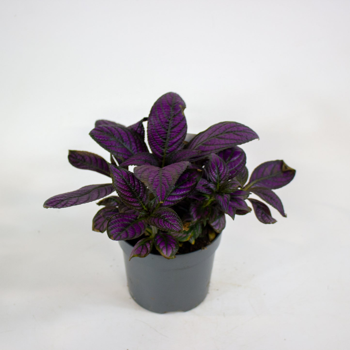 Strobilanthes Metallica - Persian Shield 13cm H20cm