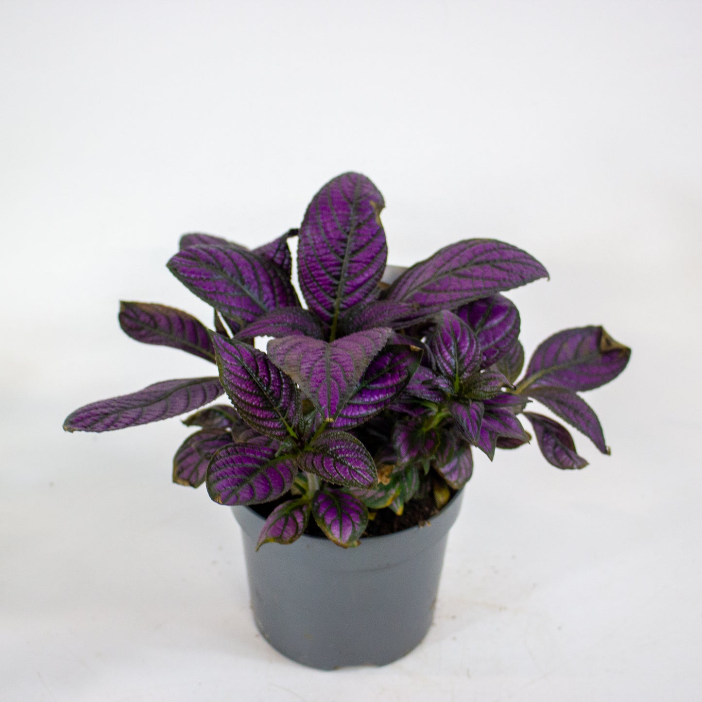 Strobilanthes Metallica - Persian Shield 13cm H20cm