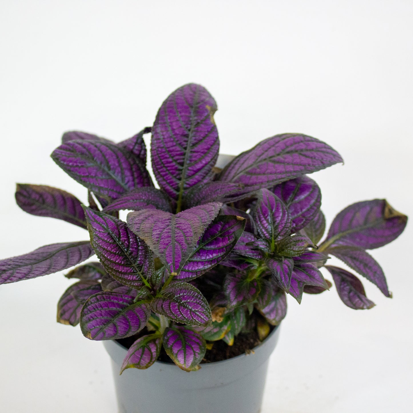 Strobilanthes Metallica - Persian Shield 13cm H20cm