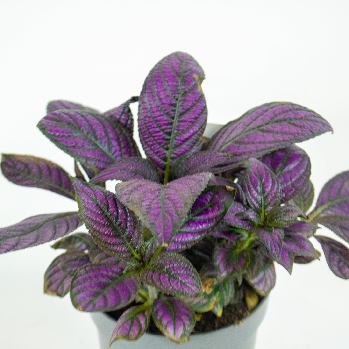 Strobilanthes Metallica - Persian Shield 13cm H20cm