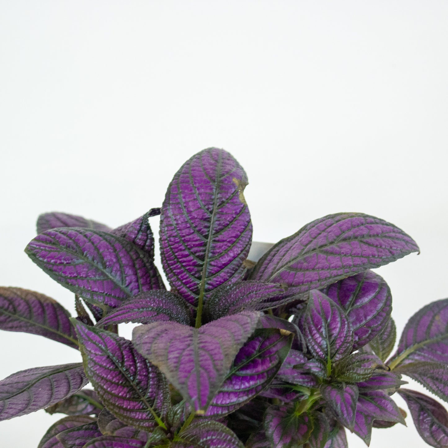 Strobilanthes Metallica - Persian Shield 13cm H20cm