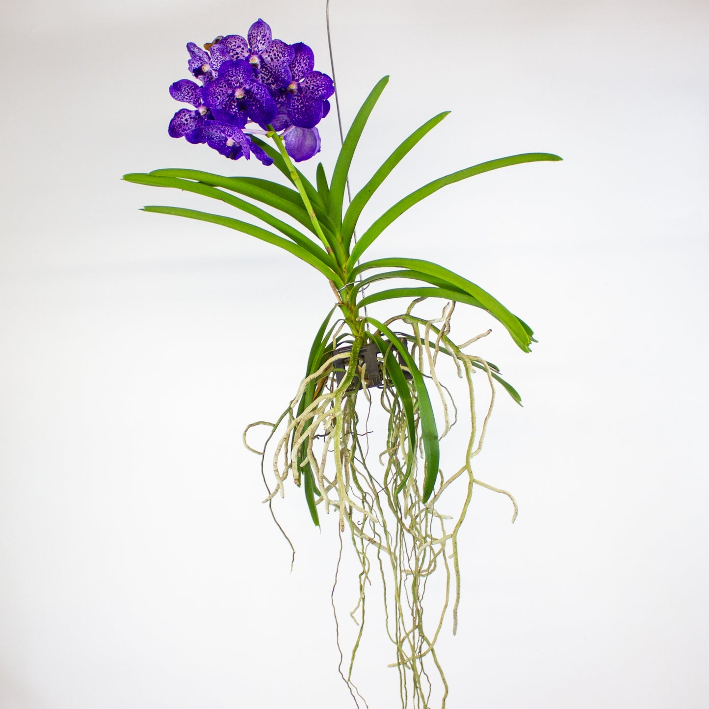 Vanda 13cm H40cm